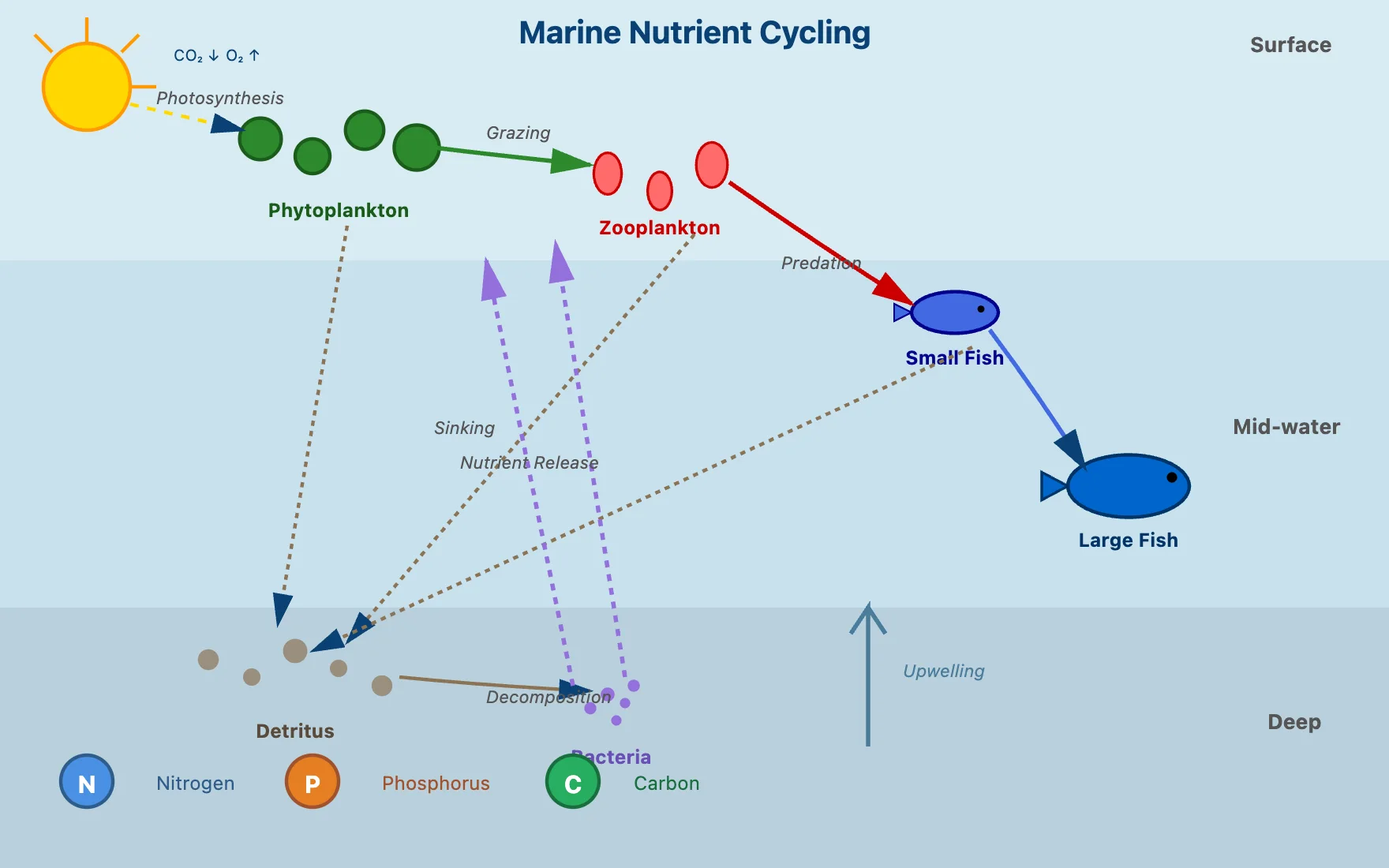 Scientific diagram illustrating nitrogen, phosphorus, and carbon cycling through marine food webs from phytoplankton to decomposition